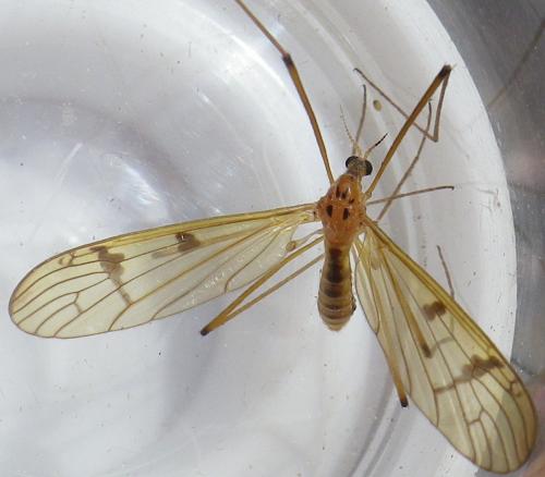 Réf. 146 571 : Metalimnobia bifasciata
