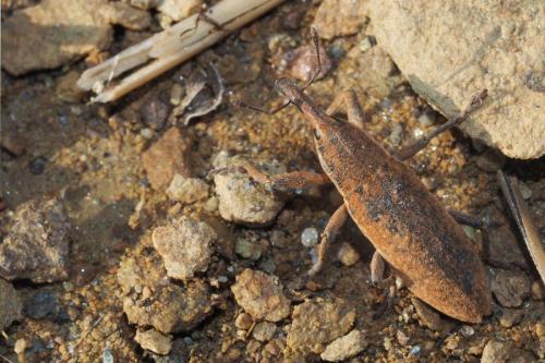 Réf. 146 962 : Lixus punctiventris