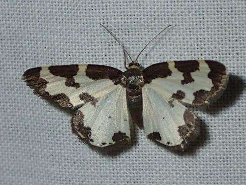 Réf. 146 710 : Lomaspilis marginata