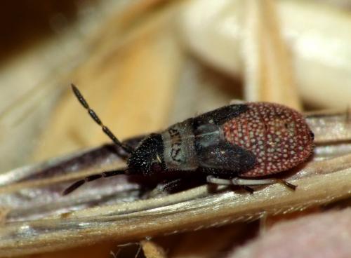 Macroplax preyssleri