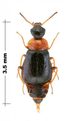 Réf. 146 042 : Attalus anticus
