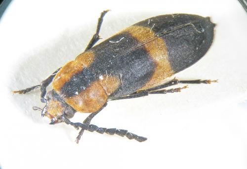 Réf. 146 135 : Serropalpolycus diversipes