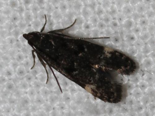 Dichomeris alacella