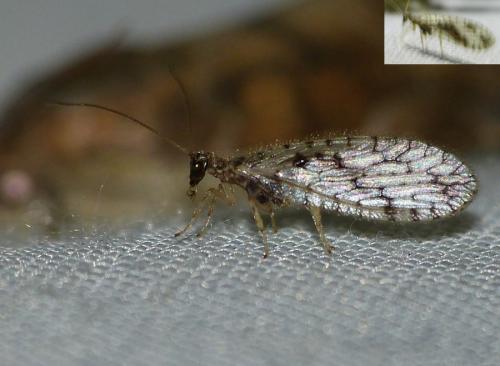 Micromus variegatus