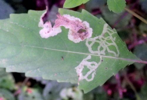 Réf. 146 727 : Phytoliriomyza melampyga