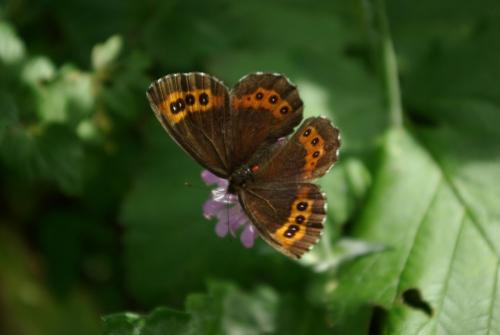 Erebia ligea
