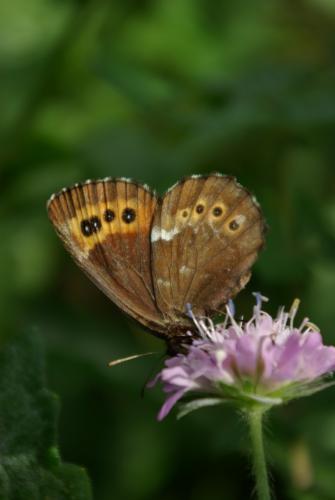 Réf. 146 822 : Erebia ligea