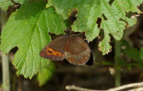 Réf. 146 824 : Erebia aethiops