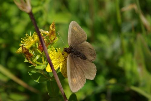 Erebia manto