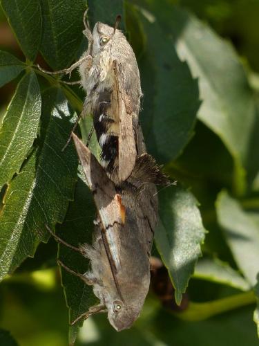 Réf. 146 488 : Macroglossum stellatarum