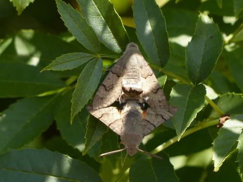 Réf. 146 489 : Macroglossum stellatarum