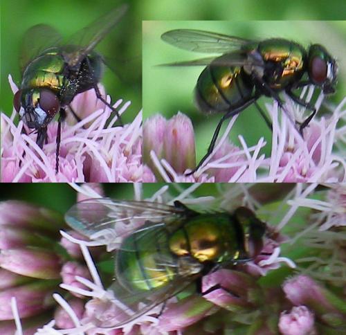 Réf. 146 841 : Neomyia sp.