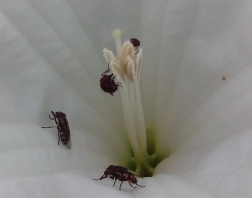 Stomorhina lunata