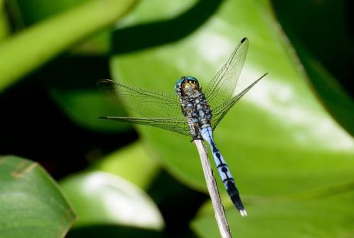 Orthetrum stemmale