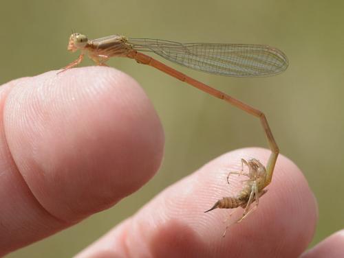 Ceriagrion glabrum