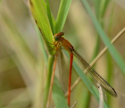 Réf. 146 282 : Ceriagrion glabrum