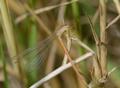 Réf. 146 285 : Ceriagrion glabrum