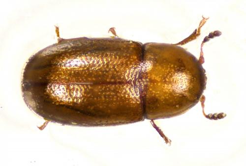 Cis sp.
