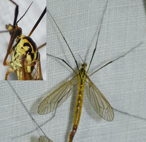 Nephrotoma flavescens