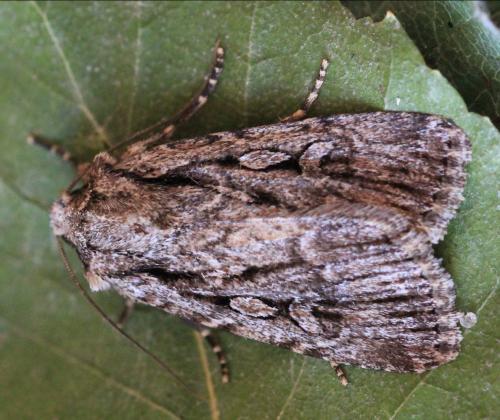 Dichagyris signifera