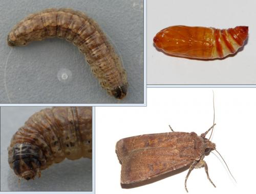Réf. 146 346 : Agrotis trux