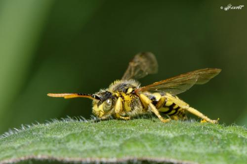 Nomada sp.
