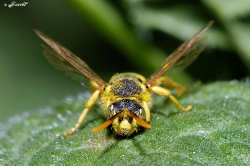 Nomada sp.