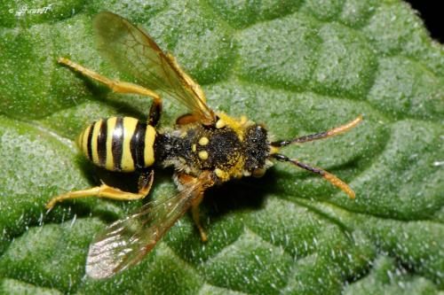 Réf. 146 197 : Nomada sp.