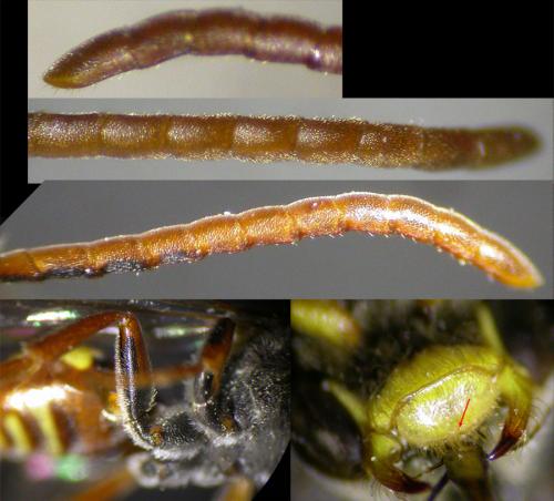 Réf. 146 092 : Nomada hirtipes