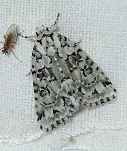 Nyctobrya muralis