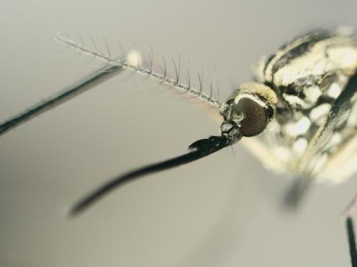 Ochlerotatus sp.