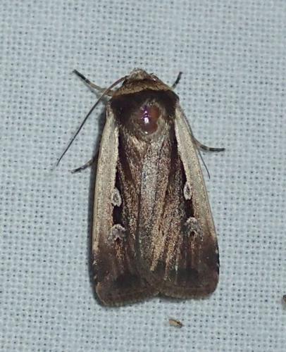 Réf. 146 772 : Ochropleura plecta