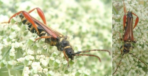 Stenopterus rufus