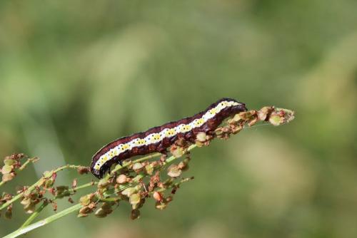 Réf. 146 141 : Cucullia lucifuga