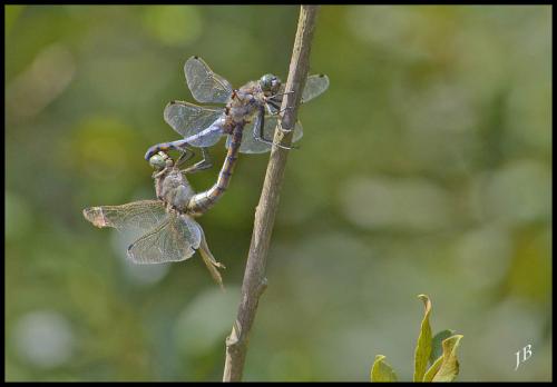 Orthetrum cancellatum