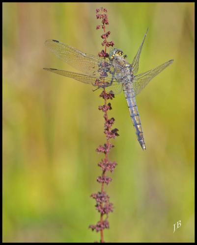 Orthetrum cancellatum
