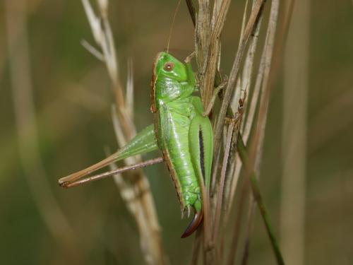 Bicolorana bicolor