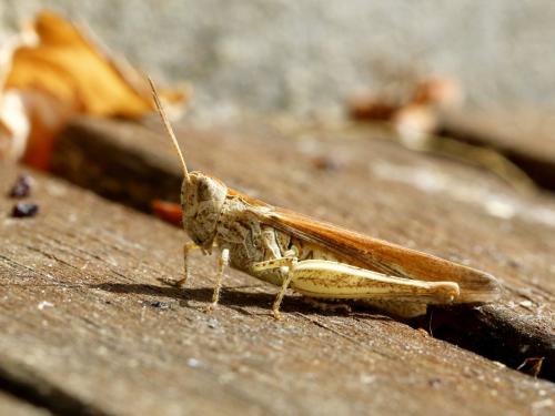 Chorthippus brunneus brunneus
