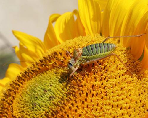 Ephippiger diurnus diurnus