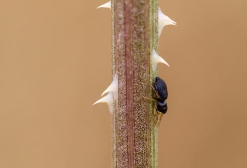 Heliophanus sp.