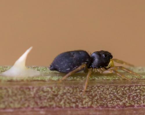 Heliophanus sp.