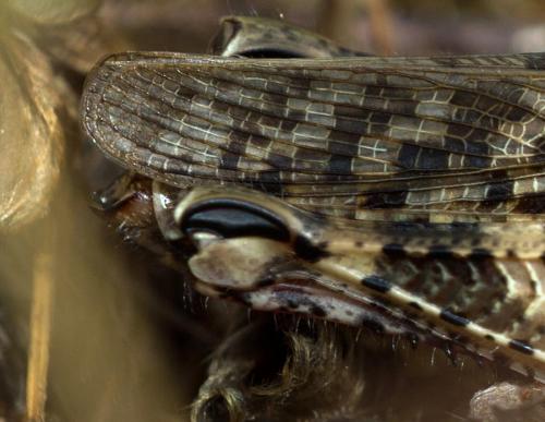 Calliptamus sp.