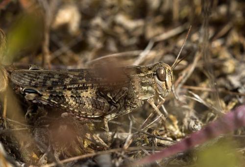 Calliptamus sp.