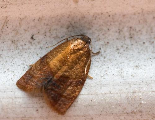 Réf. 146 719 : Cacoecimorpha pronubana