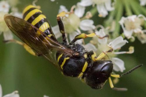 Réf. 146 973 : Ectemnius sp.