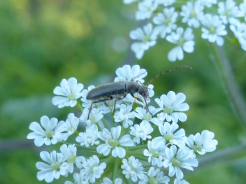 Grammoptera ruficornis