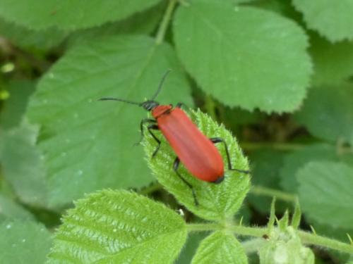 Pyrochroa coccinea