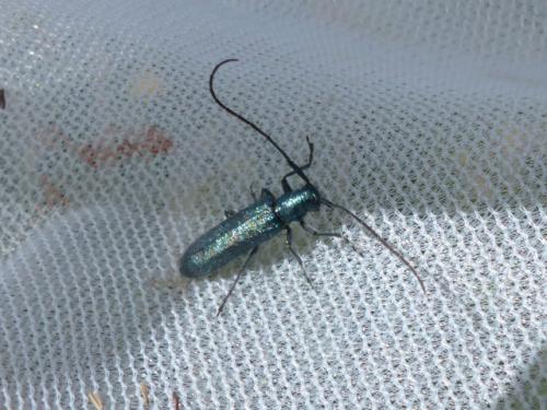 Agapanthia sp.