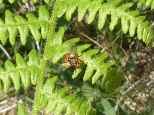 Gymnosoma sp.