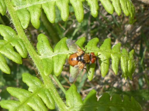 Gymnosoma sp.